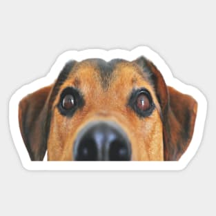 happy puppy lookinng funny Sticker